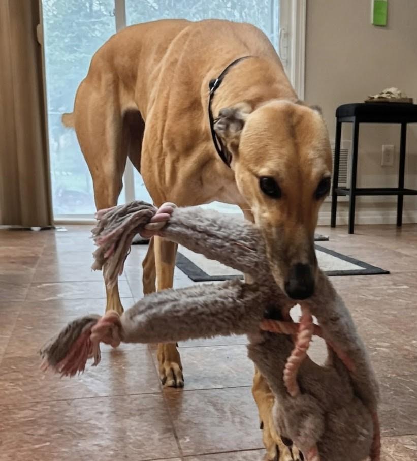 Stacy, a ADOPTABLE Greyhound in Seattle, WA image 2/4