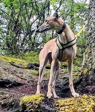 Stacy, ADOPTABLE, Adult Female Greyhound.