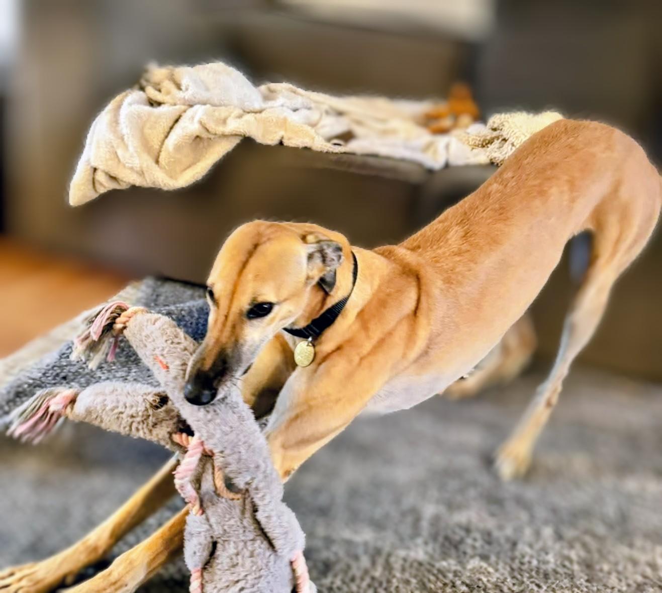 Stacy, a ADOPTABLE Greyhound in Seattle, WA image 3/4