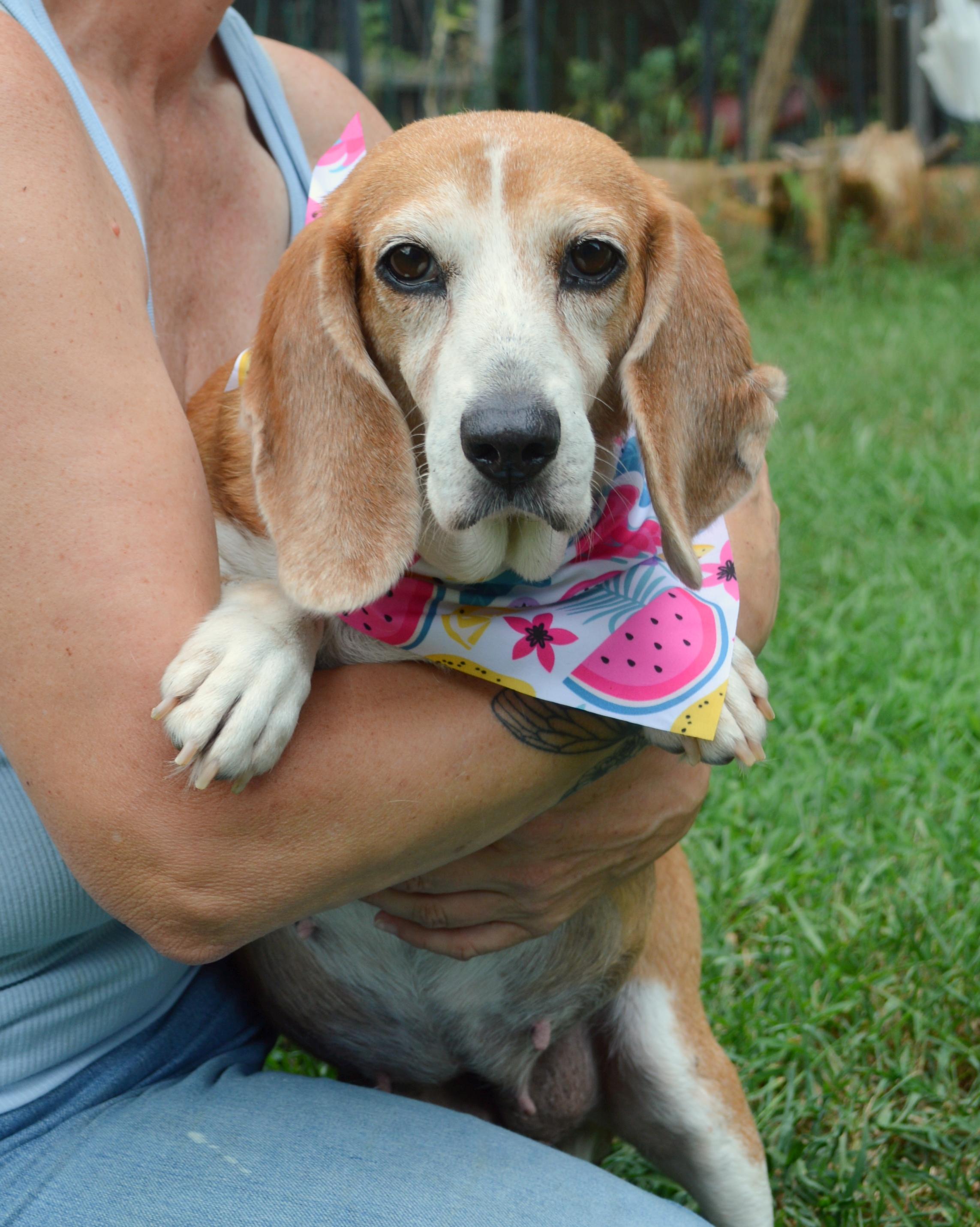 Enlarge Maggie Moo, a Adoptable mixed breed in Gulfport, MS image 2/6
