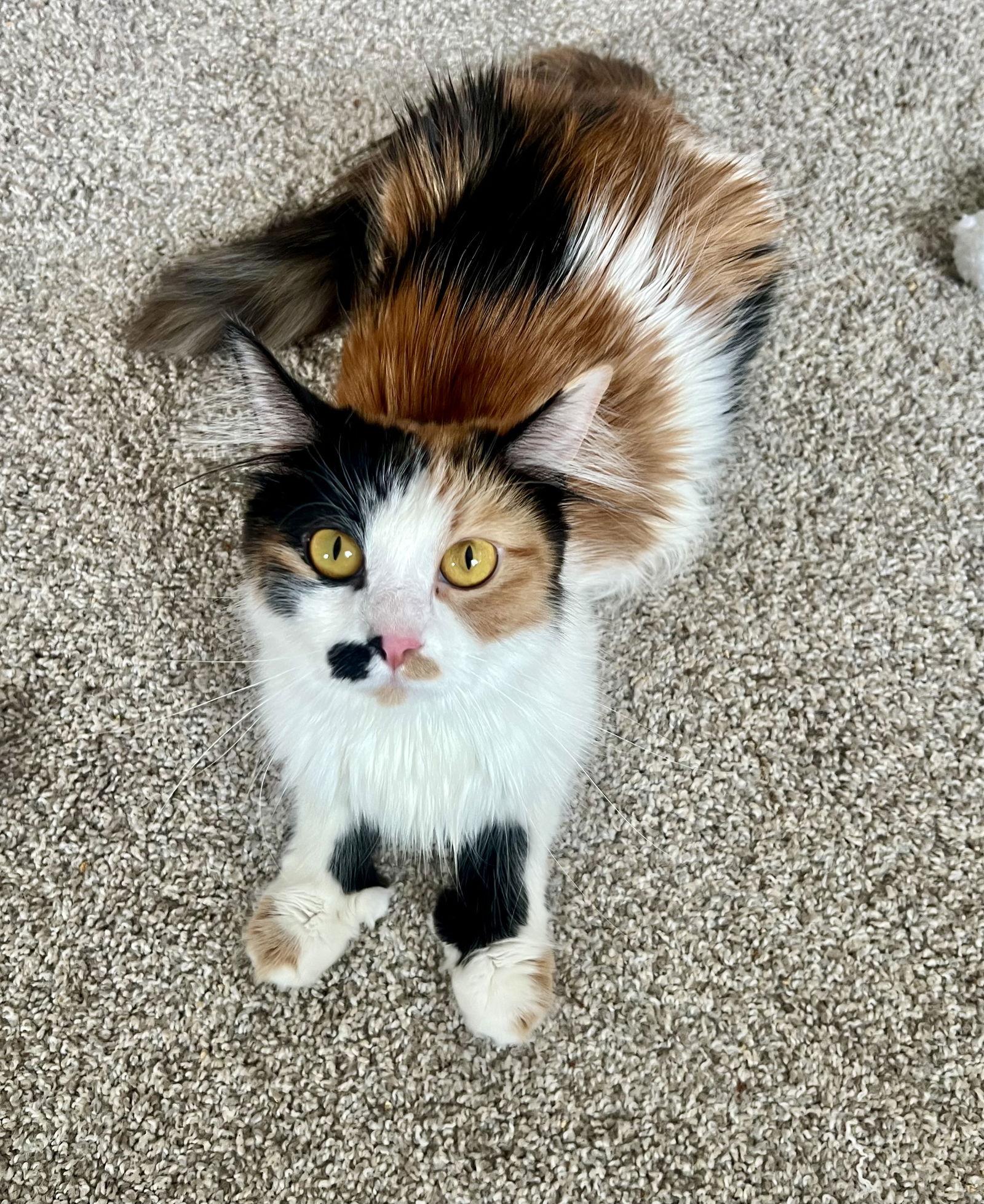 Enlarge Reba, a Adopted Domestic Short Hair in Pittsburgh, PA image 1/3