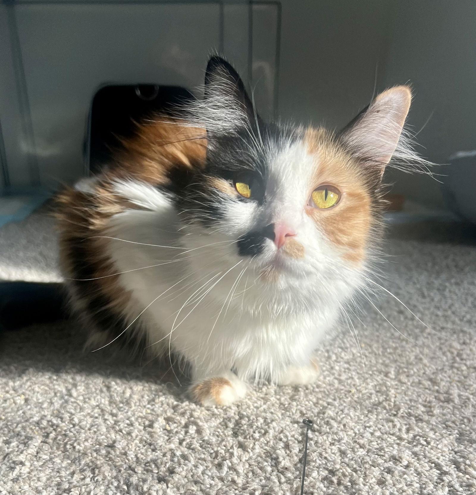 Enlarge Reba, a Adopted Domestic Short Hair in Pittsburgh, PA image 2/3