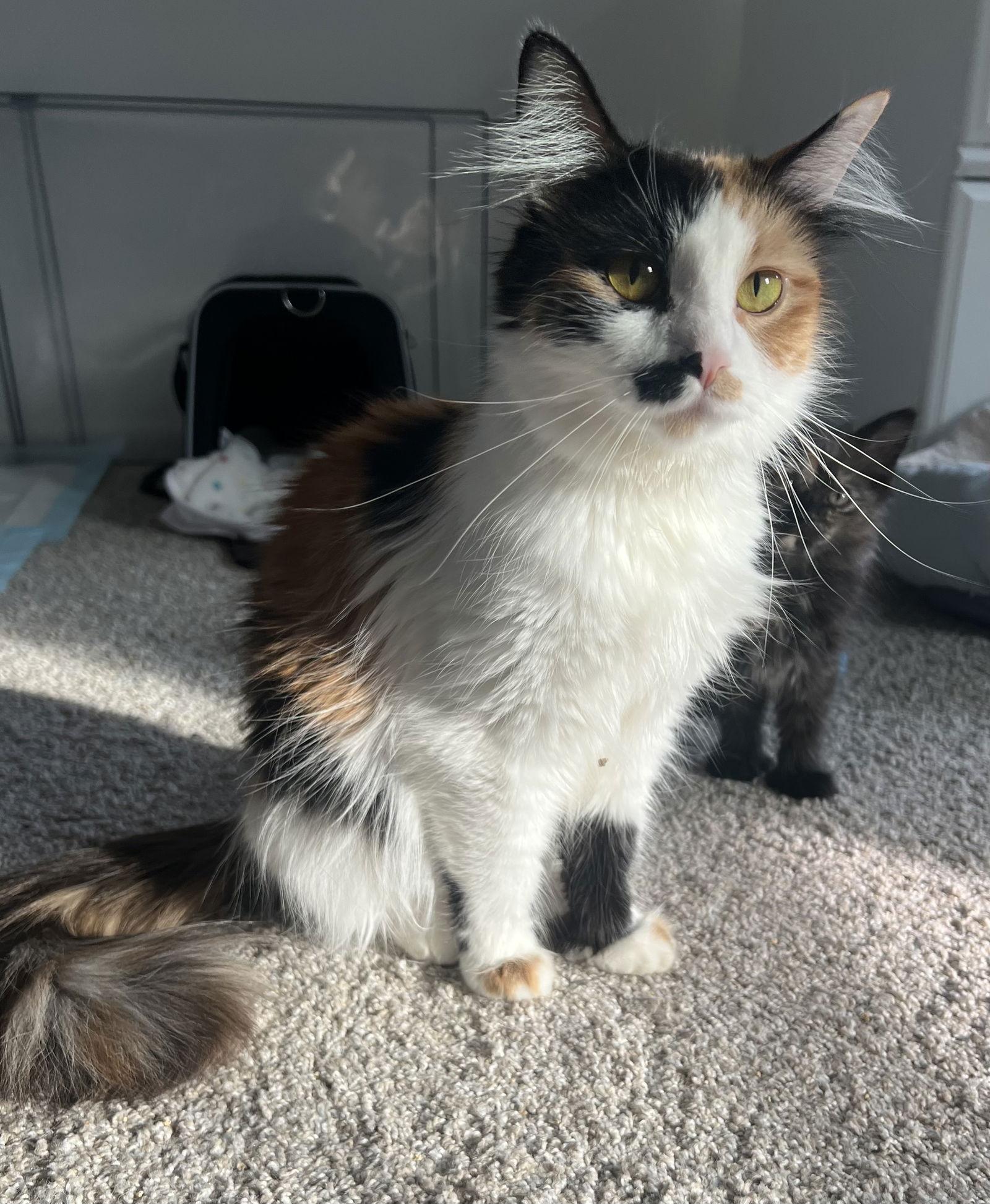 Enlarge Reba, a Adopted Domestic Short Hair in Pittsburgh, PA image 3/3