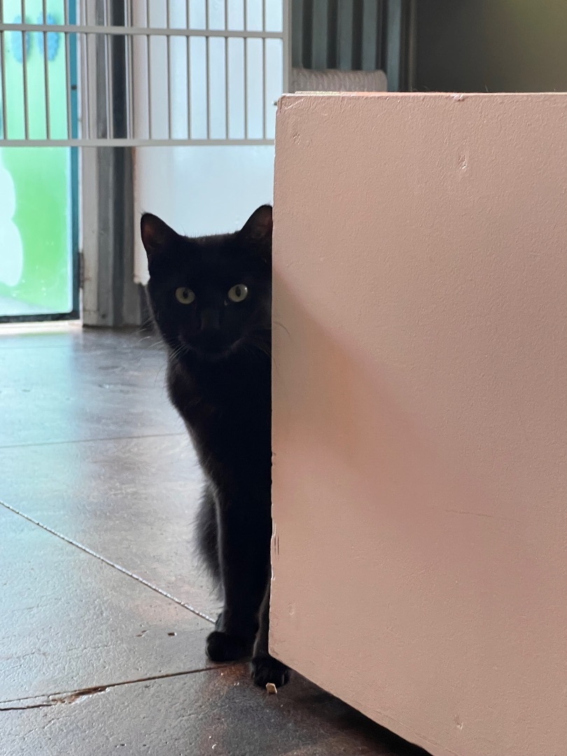 Enlarge Neo, a Adoptable Domestic Short Hair in Los Angeles, CA image 1/1