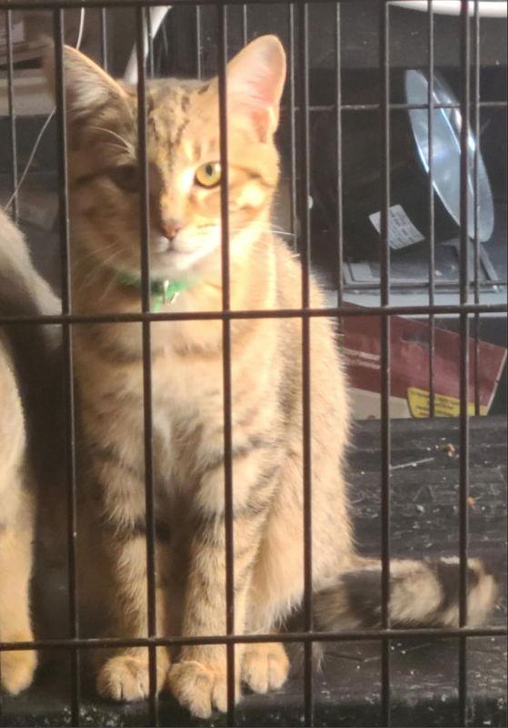 Enlarge Fern, a Adoptable mixed breed in Georgetown, KY image 1/1