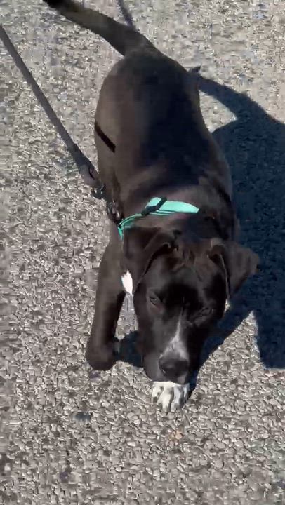 Enlarge Betty Boop, a Adoptable mixed breed in Boise, ID video 6/6