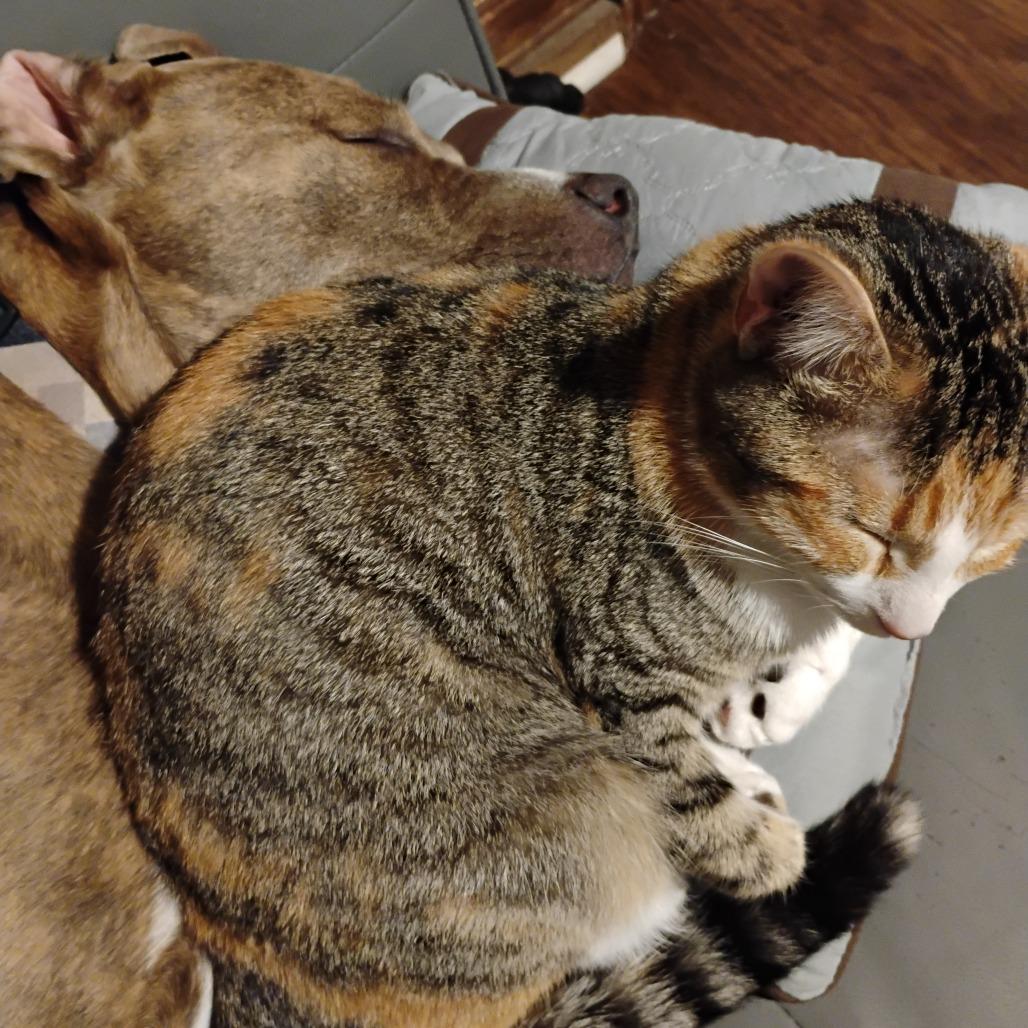 Enlarge Missy, a Adoptable Domestic Short Hair in Columbus, GA image 1/3