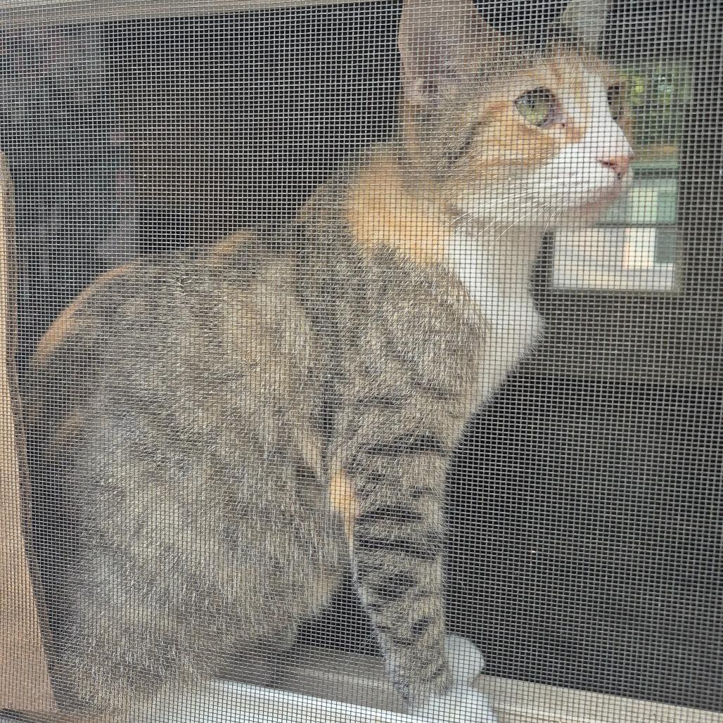Missy, a Adoptable Domestic Short Hair in Columbus, GA image 3/3