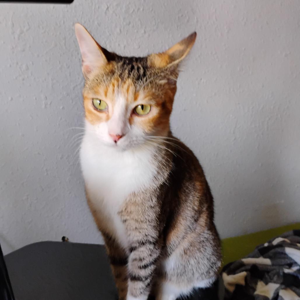 Enlarge Missy, a Adoptable Domestic Short Hair in Columbus, GA image 3/3