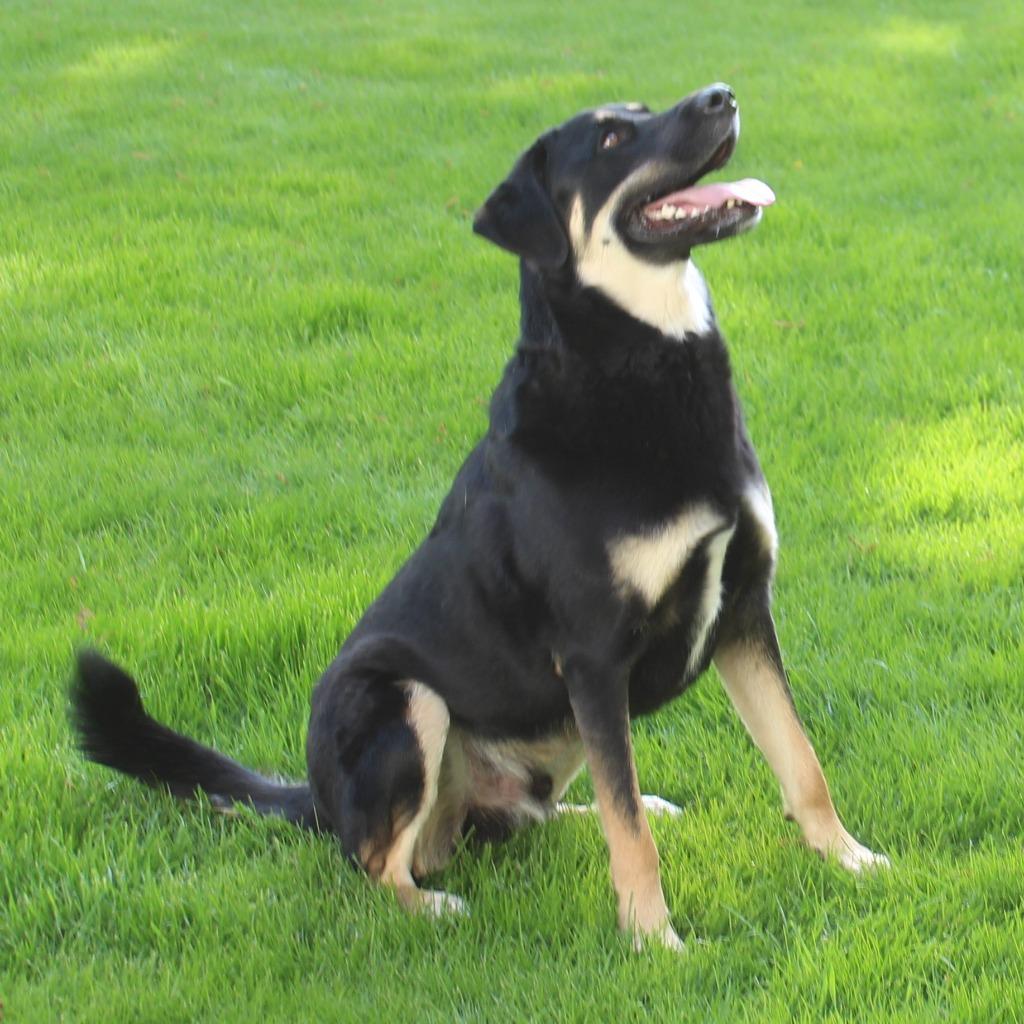 Enlarge Pilot, a Adoptable mixed breed in Minneapolis, MN image 3/5