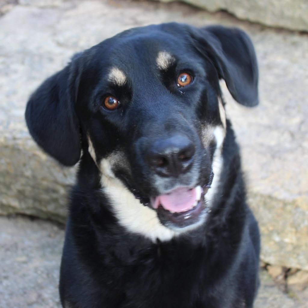 Enlarge Pilot, a Adoptable mixed breed in Minneapolis, MN image 4/5
