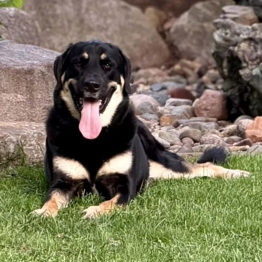 Pilot, Adoptable, Young Male German Shepherd Dog & Mixed Breed.