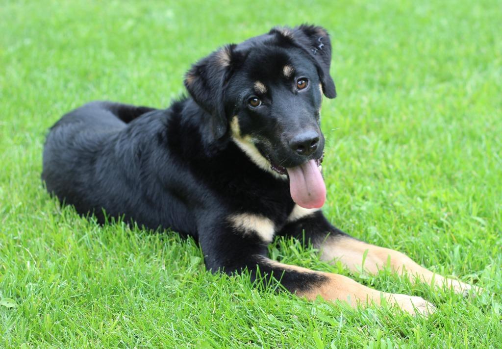 Enlarge Pilot, a Adoptable mixed breed in Minneapolis, MN image 2/5