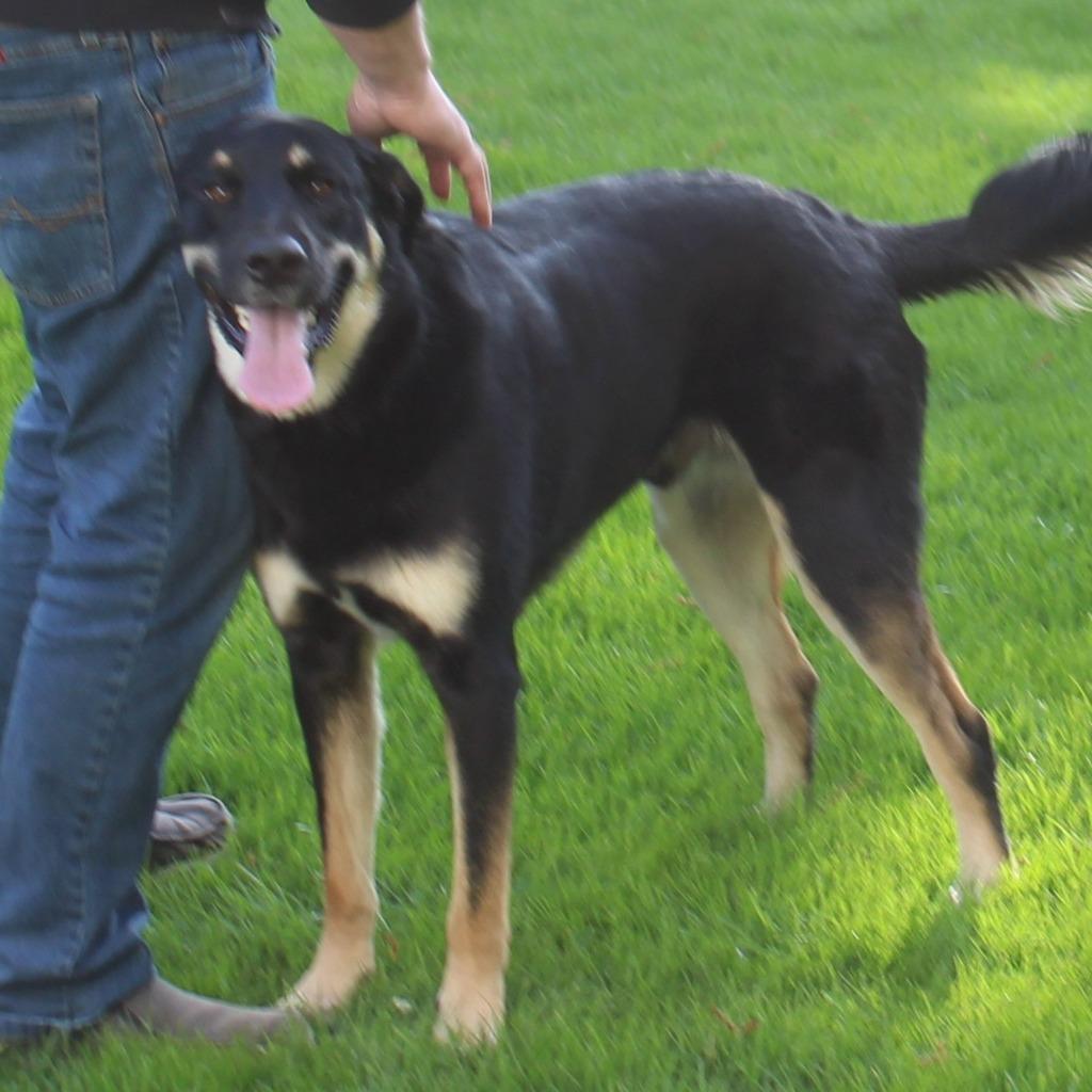 Enlarge Pilot, a Adoptable mixed breed in Minneapolis, MN image 5/5