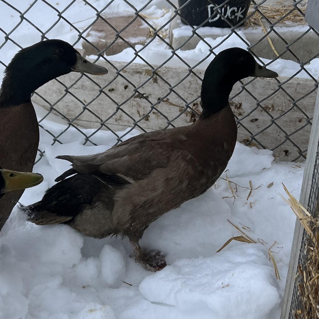 Swimmy Fallon, Adoptable, Young Male Duck.
