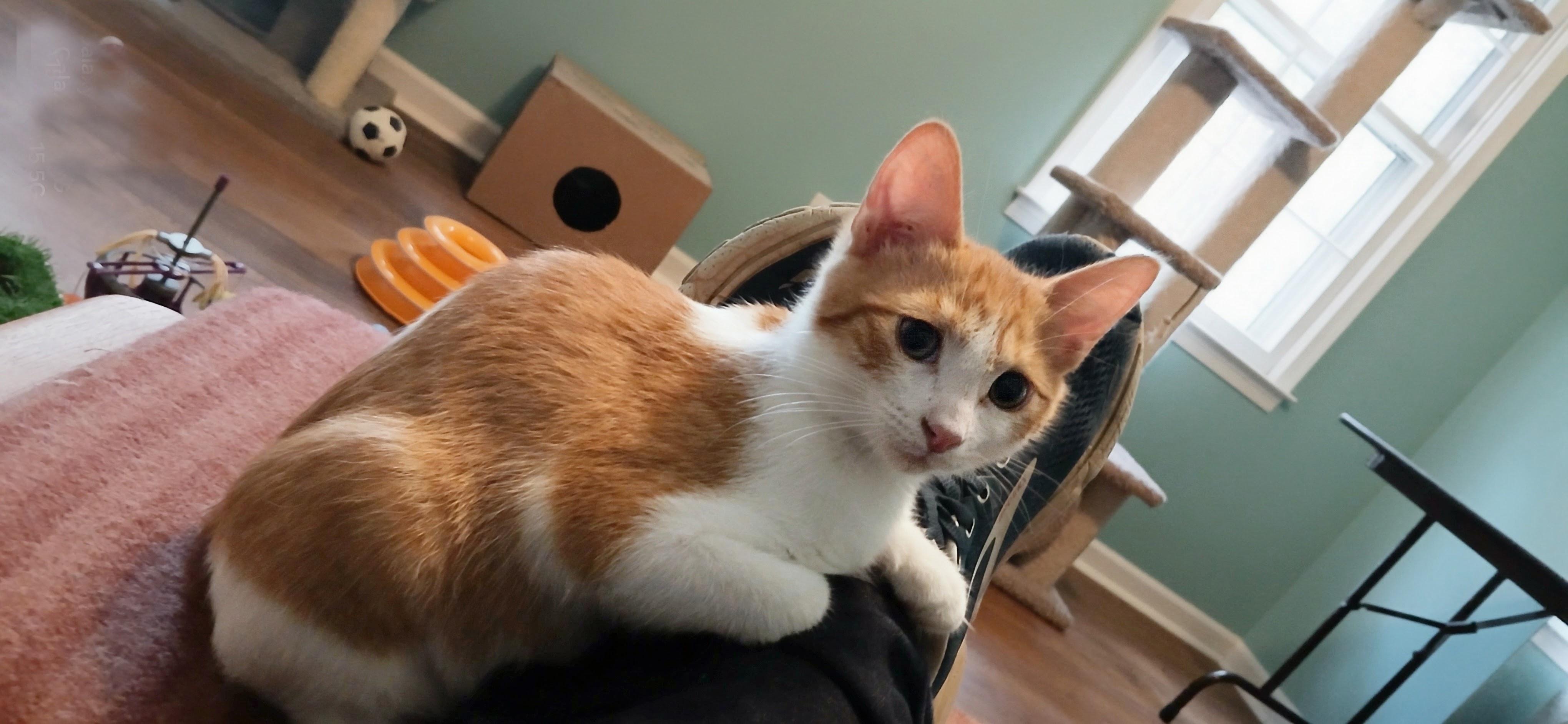 Enlarge Kings Canyon, a Adopted Domestic Short Hair in Apex, NC image 4/5