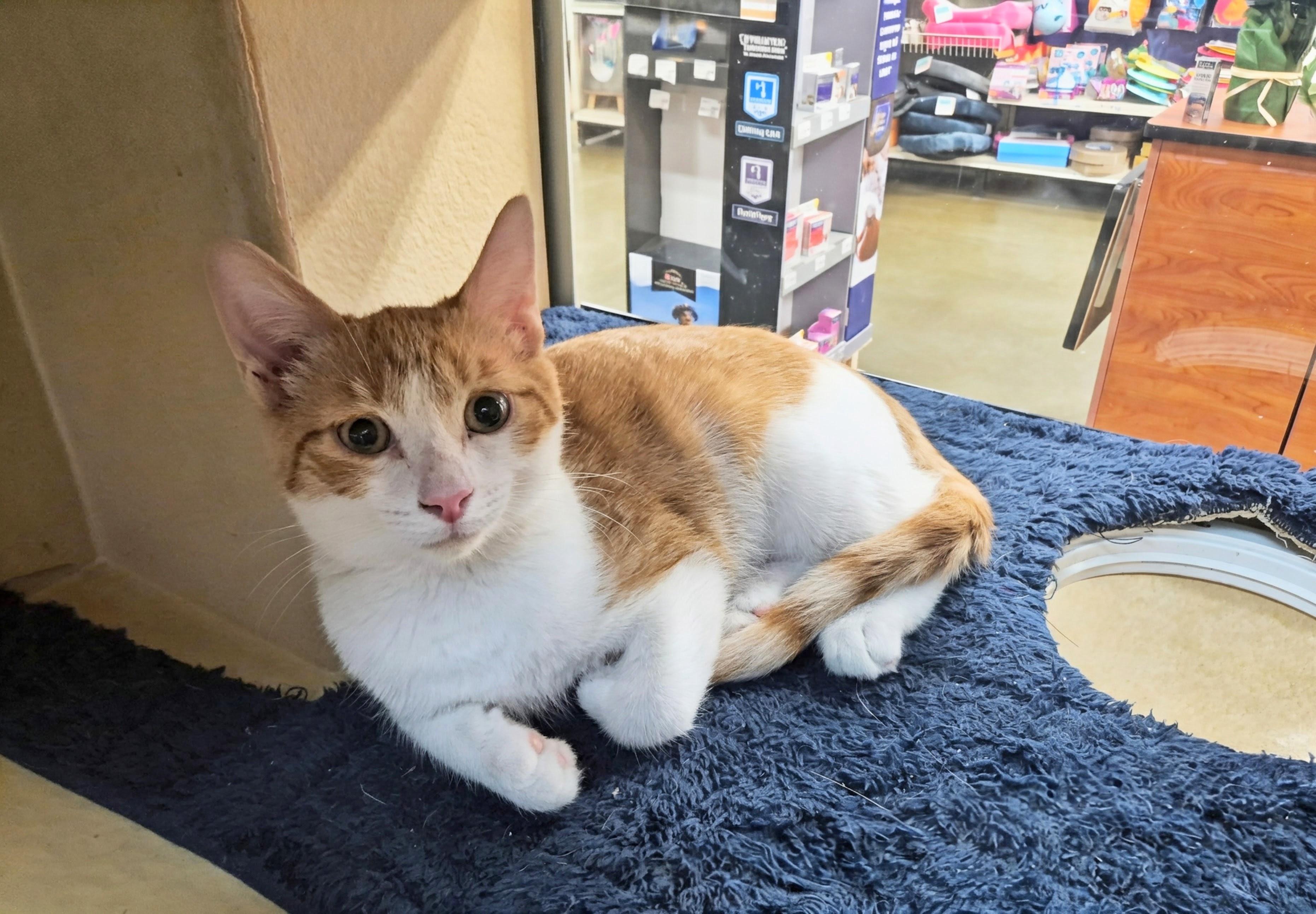 Enlarge Kings Canyon, a Adopted Domestic Short Hair in Apex, NC image 5/5