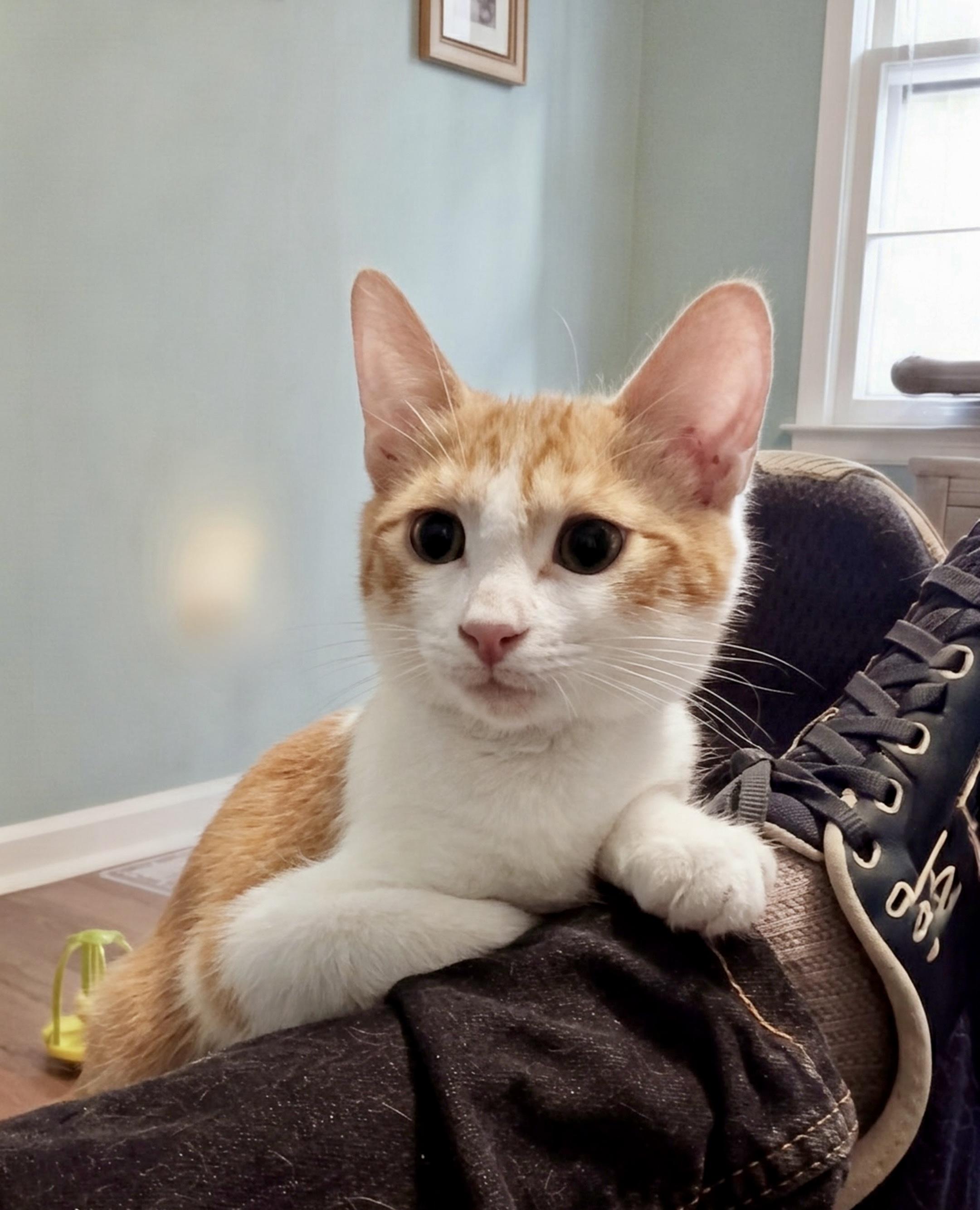 Enlarge Kings Canyon, a Adopted Domestic Short Hair in Apex, NC image 3/5
