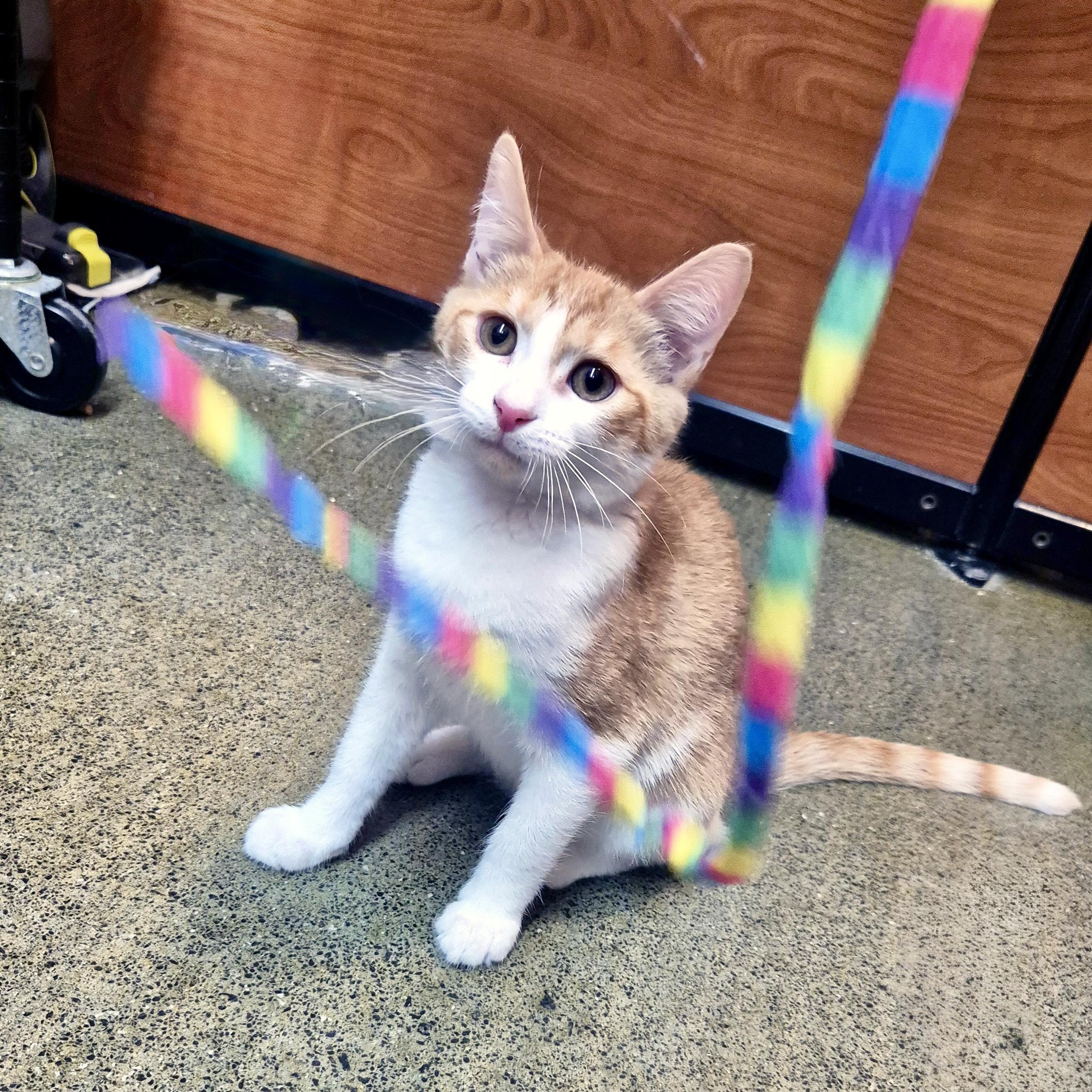 Enlarge Kings Canyon, a Adopted Domestic Short Hair in Apex, NC image 2/5