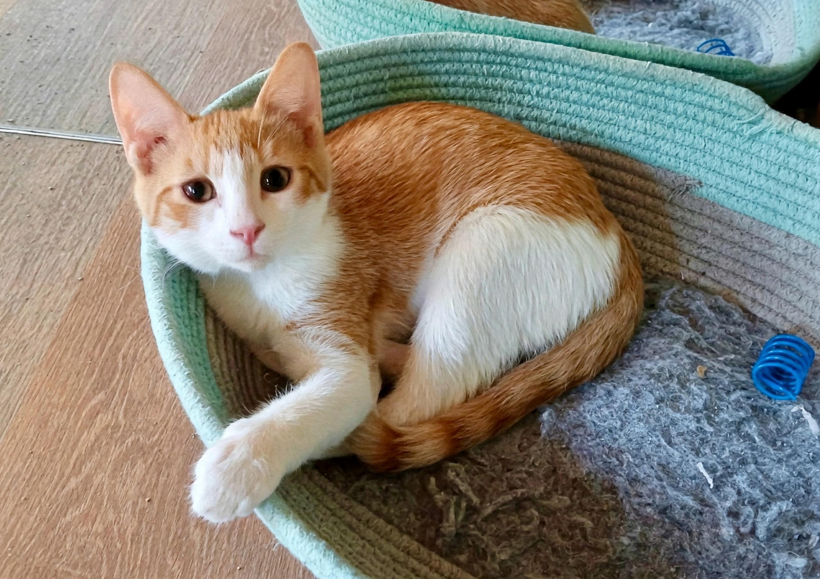 Enlarge Kings Canyon, a Adopted Domestic Short Hair in Apex, NC image 1/5