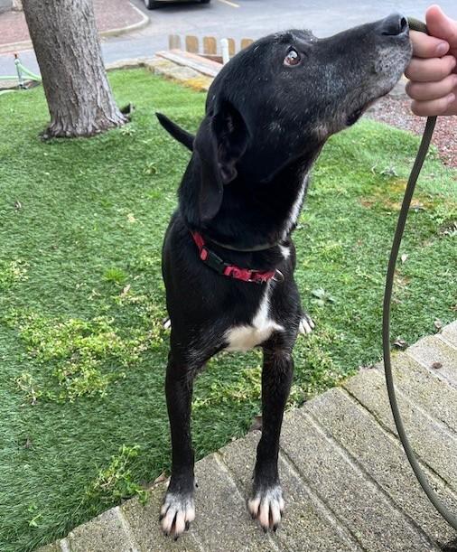Enlarge Herbert, a ADOPTABLE mixed breed in Phoenix, OR image 2/3