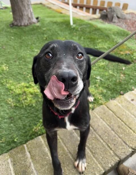 Enlarge Herbert, a ADOPTABLE mixed breed in Phoenix, OR image 1/3