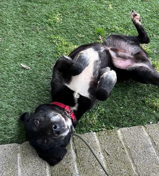 Enlarge Herbert, a ADOPTABLE mixed breed in Phoenix, OR image 3/3