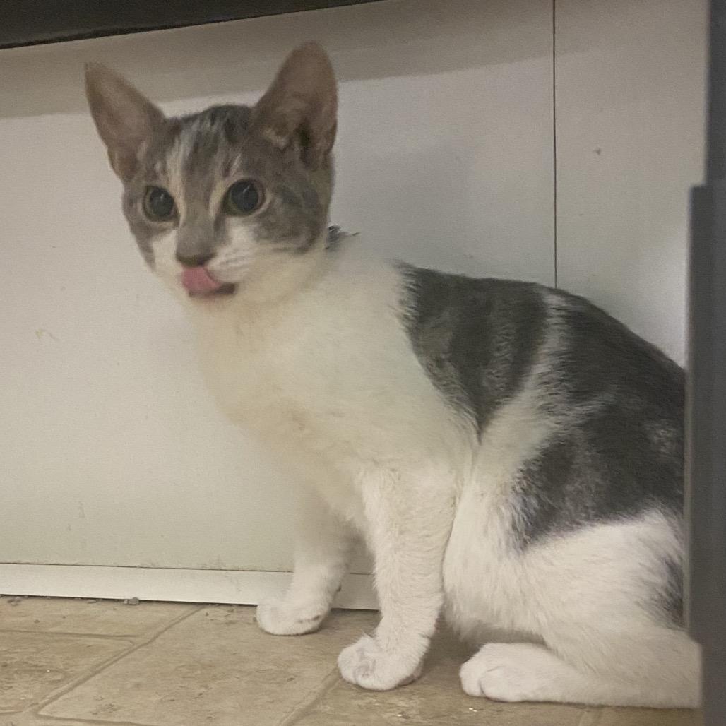 Enlarge Turnip, a Adoptable Domestic Short Hair in Monroe, LA image 1/2