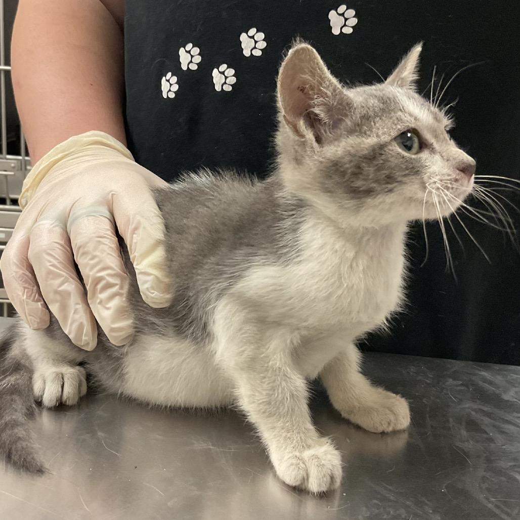 Enlarge Turnip, a Adoptable Domestic Short Hair in Monroe, LA image 2/2