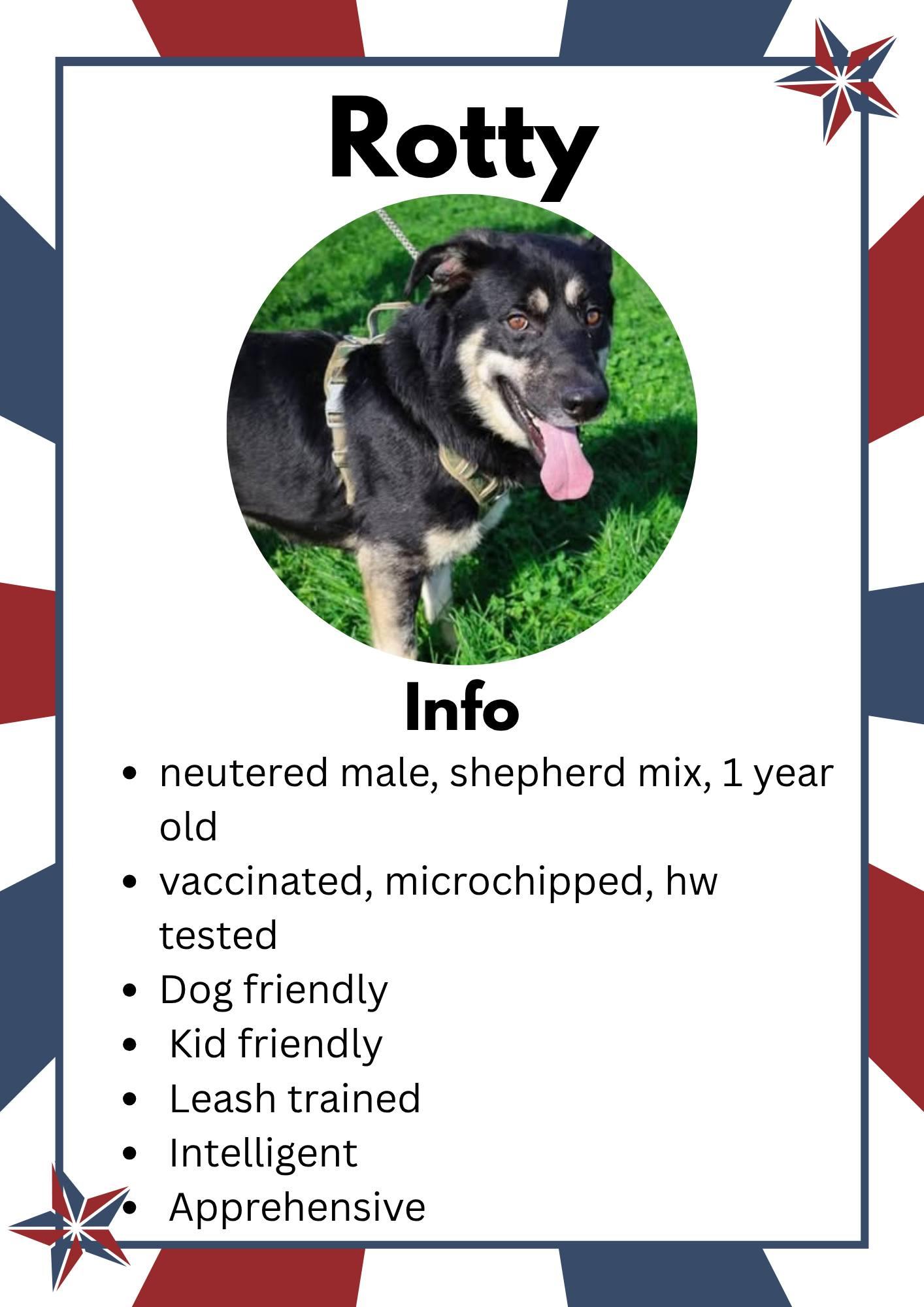 Rotty, ADOPTABLE, Young Male German Shepherd Dog & Labrador Retriever.