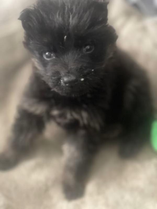 Suki, adoptable, Puppy Female German Shepherd Dog.