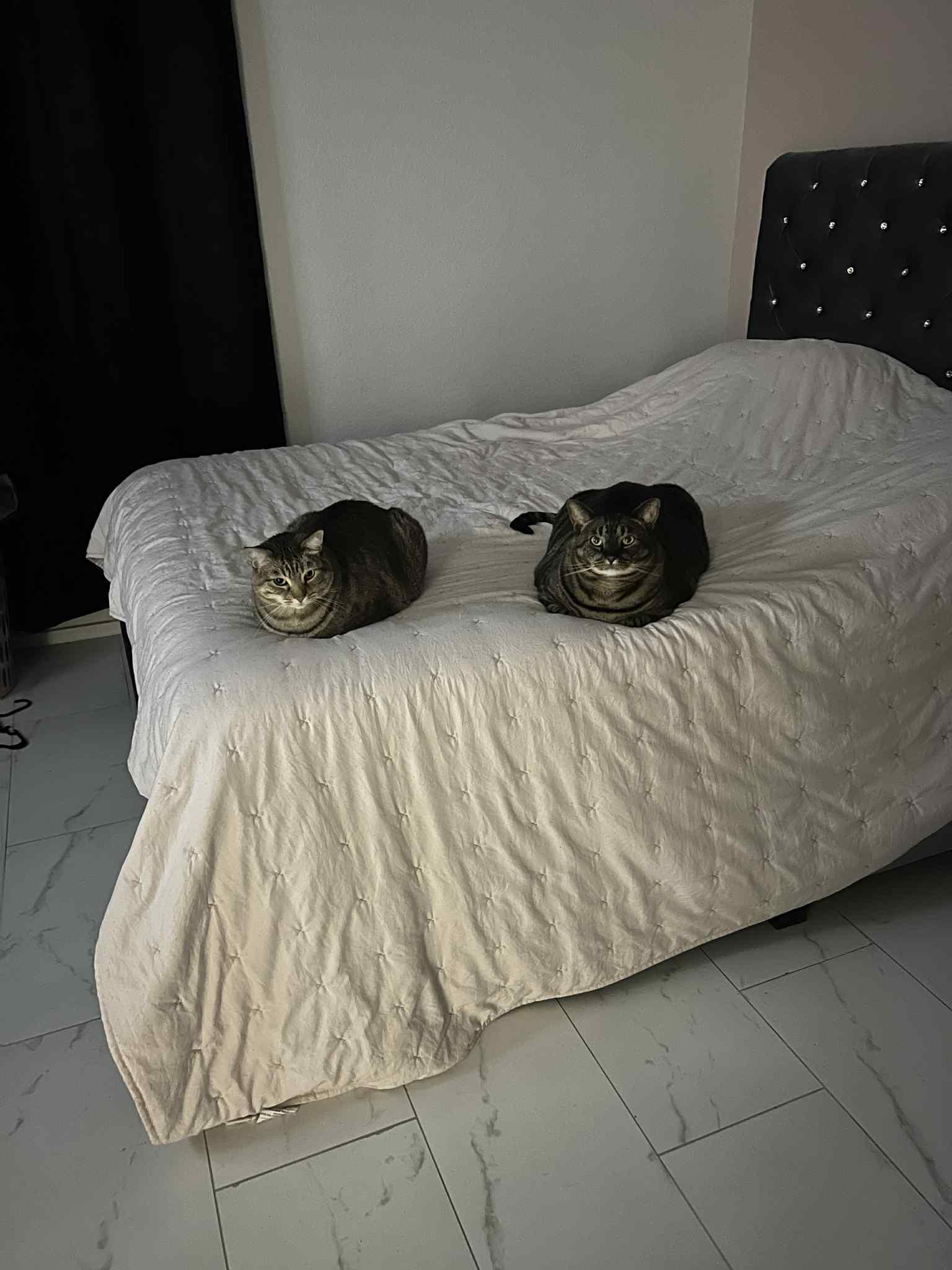 Percy (bonded w/Lolo) ***Community Courtesy Post***, a Adoptable mixed breed in Queen Creek, AZ image 2/4