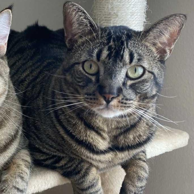 Percy (bonded w/Lolo)  ***Community Courtesy Post***, Adoptable, Adult Male Domestic Short Hair.