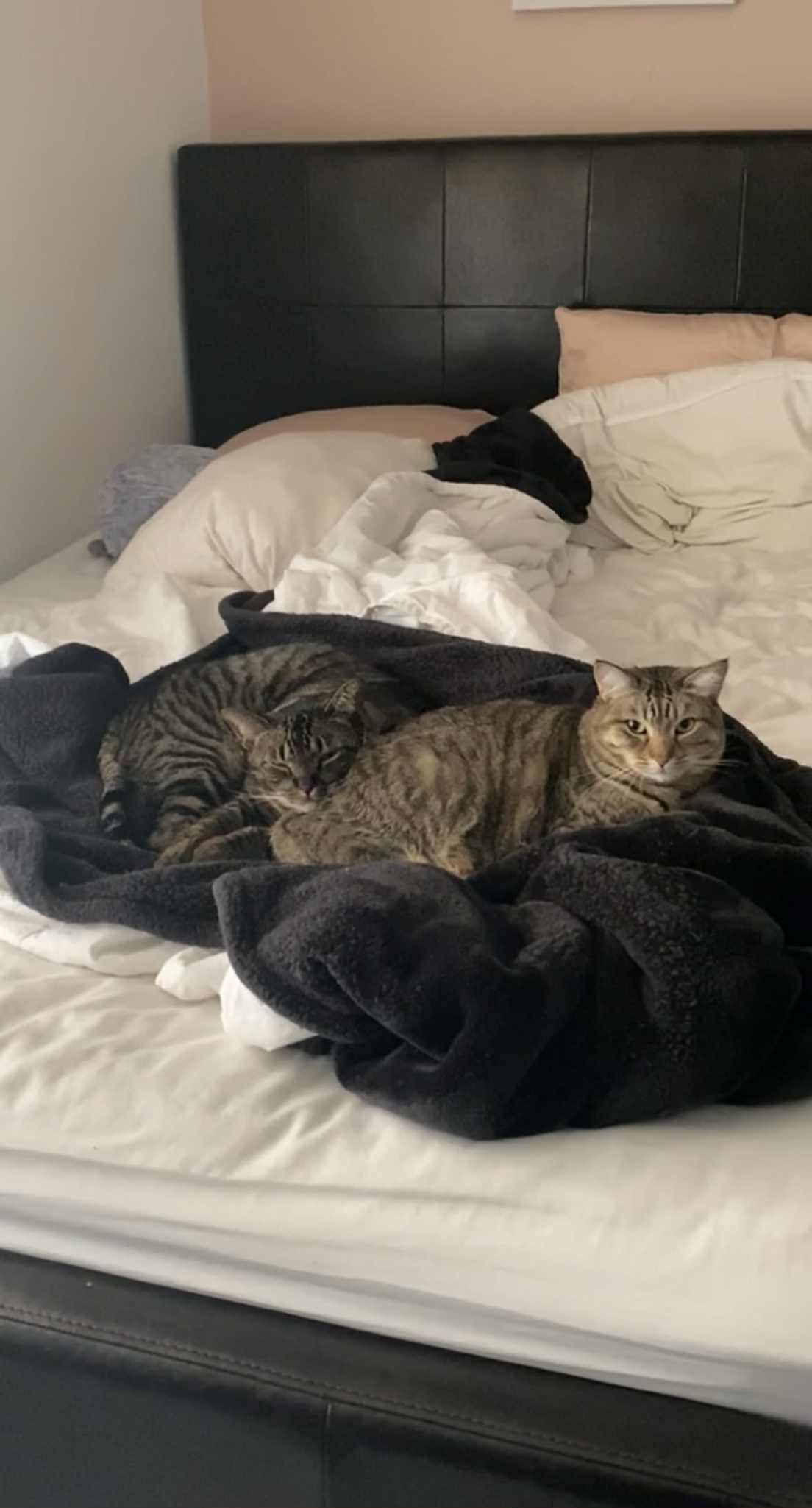 Percy (bonded w/Lolo) ***Community Courtesy Post***, a Adoptable mixed breed in Queen Creek, AZ image 4/4