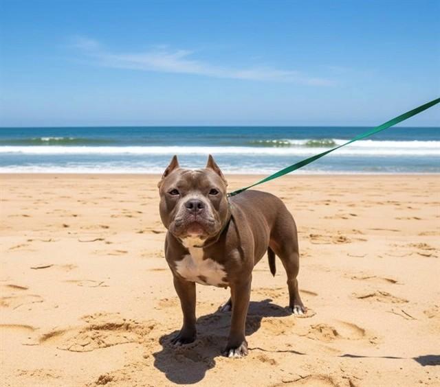 Enlarge DUCHESS, a Adoptable Pit Bull Terrier in Fayetteville, NC image 1/1