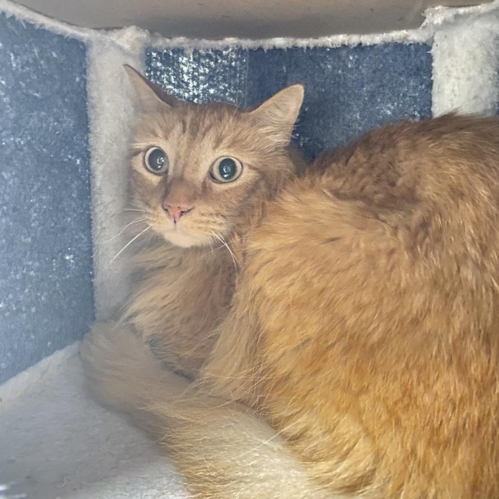 Gus, Adoptable, Adult Male Domestic Short Hair.