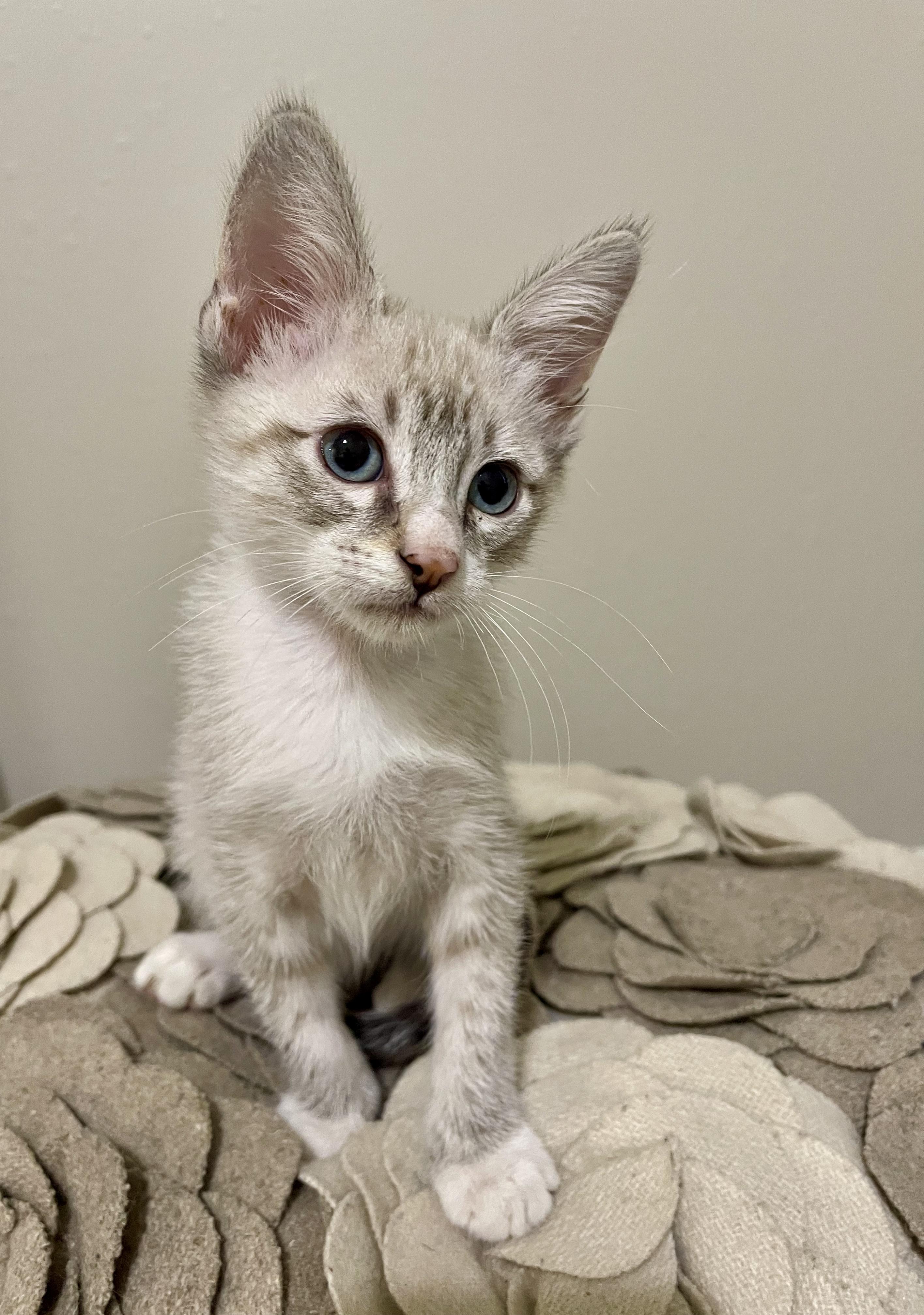 Enlarge Drake - RF Petsmart, an adopted Siamese in Spring, TX image 2/2