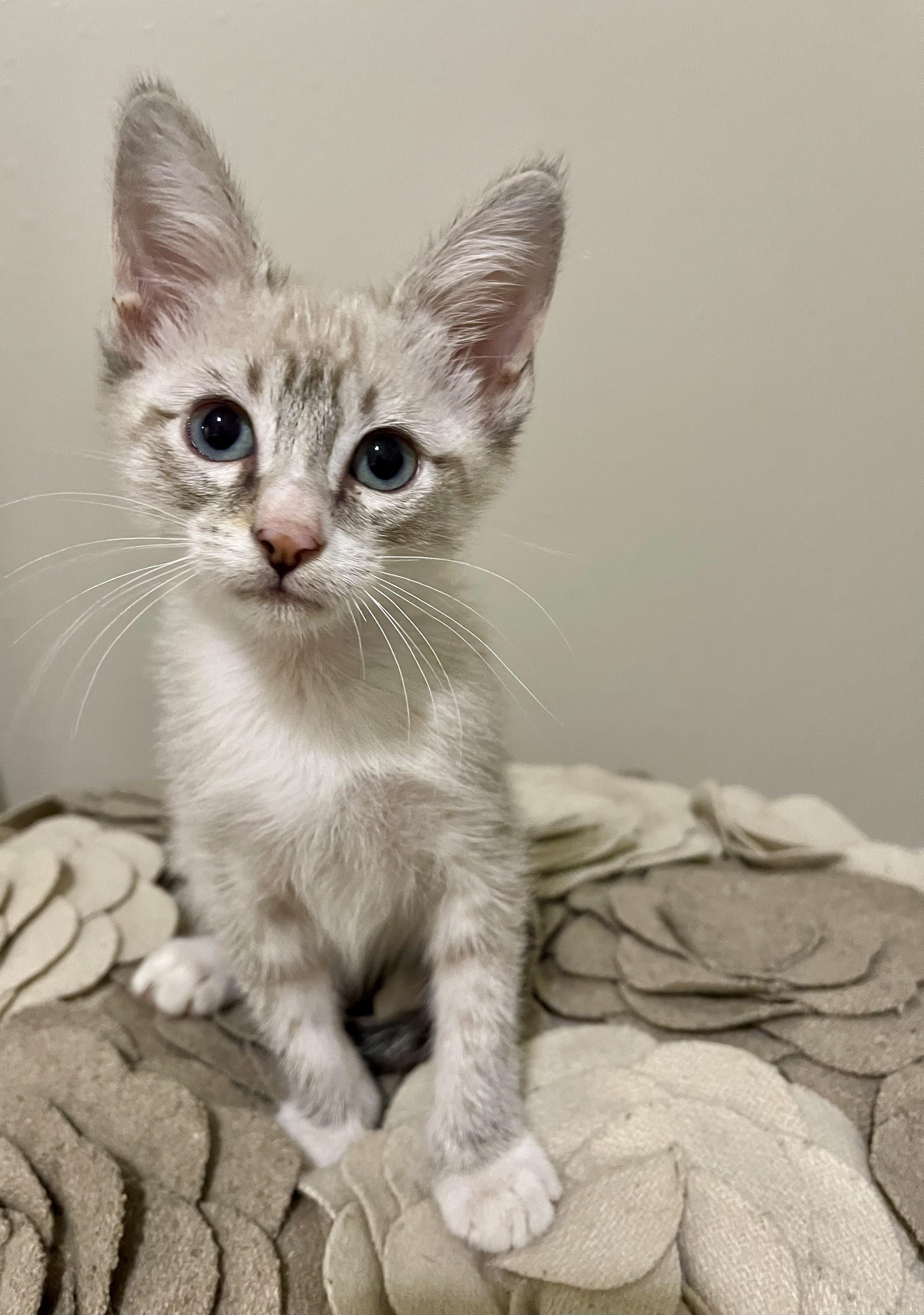 Drake - RF Petsmart, adopted, Kitten Male Siamese.
