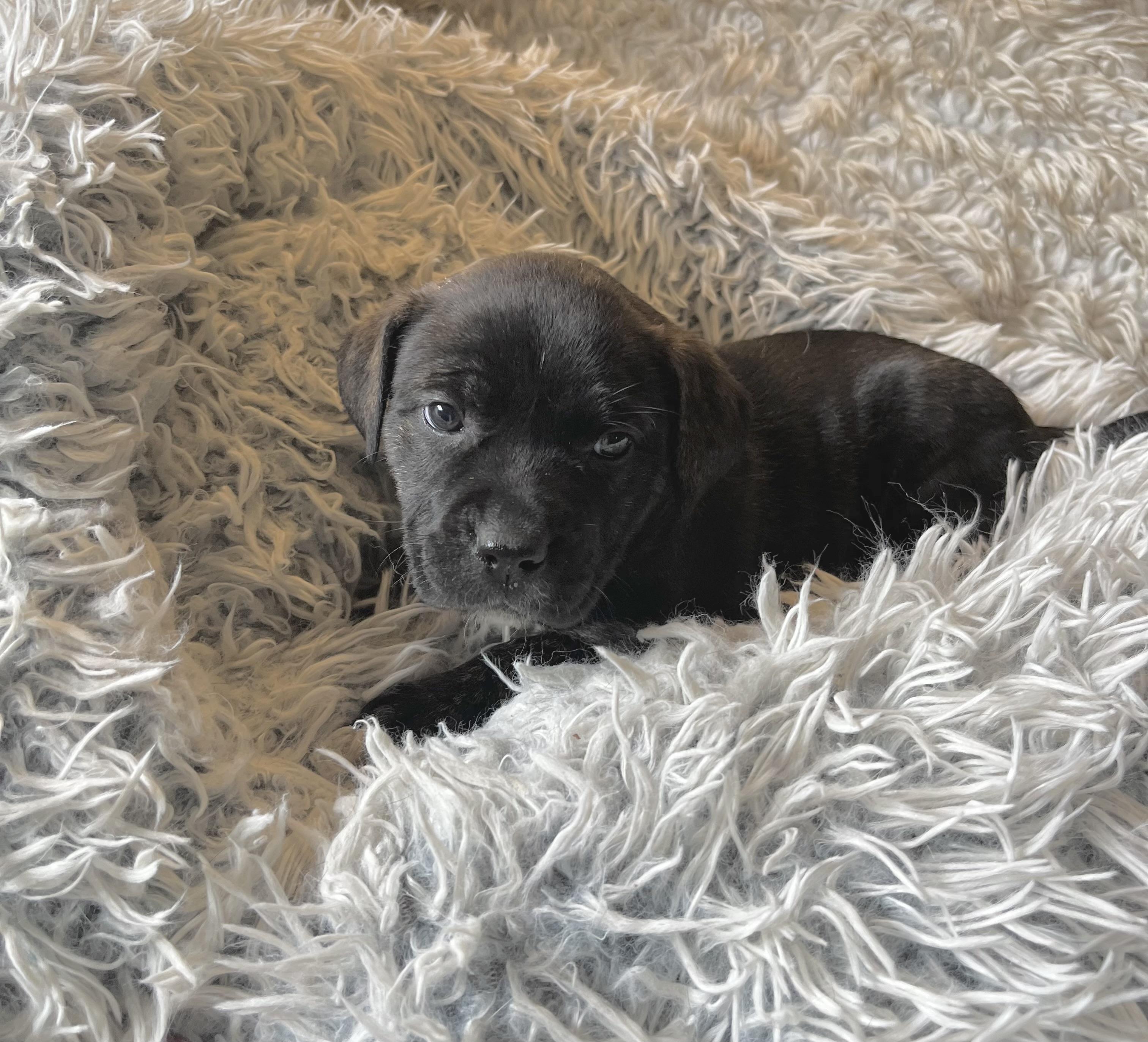 Enlarge Sally Brown, a Adoptable mixed breed in Annapolis, MD image 4/6