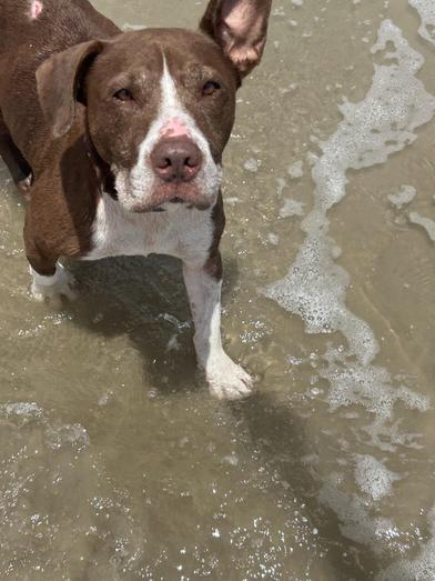 Sunshine 'certified' Cuddler — thumbnail 3