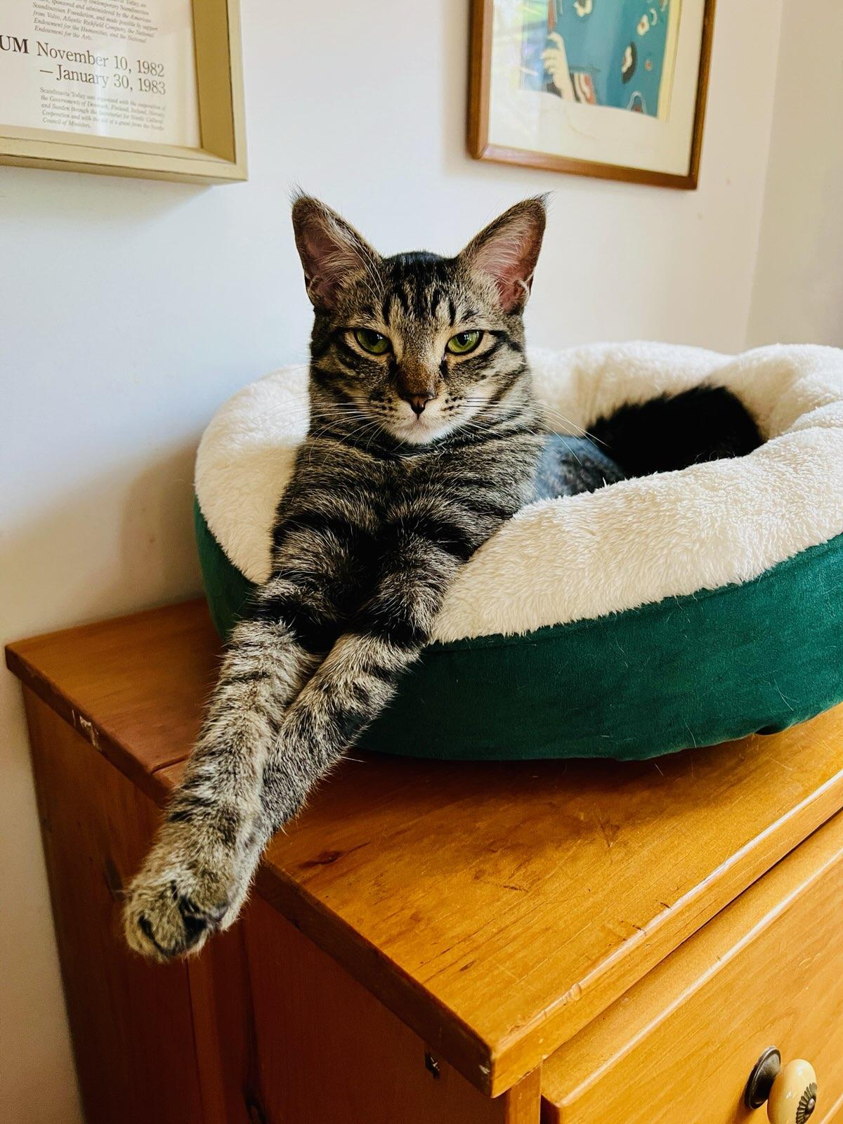 Enlarge Kiki - LOCATED IN THE NE, a Adoptable mixed breed in Boston, MA image 5/6