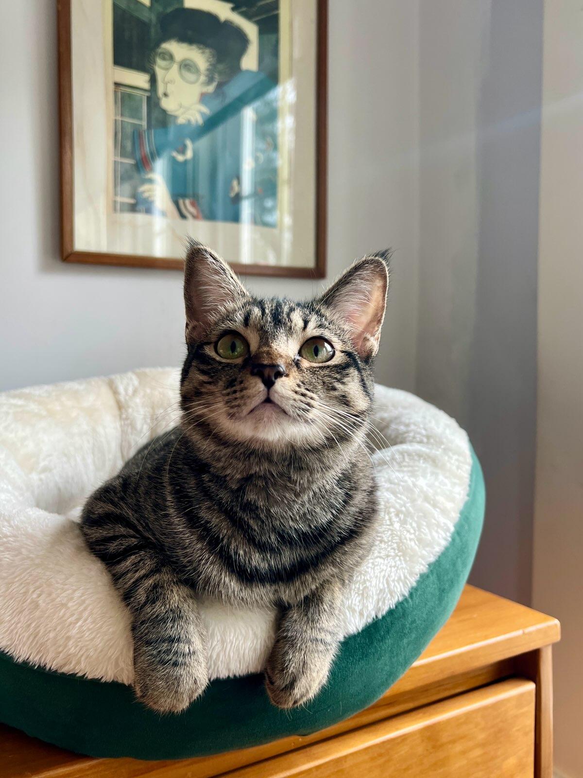Enlarge Kiki - LOCATED IN THE NE, a Adoptable mixed breed in Boston, MA image 6/6