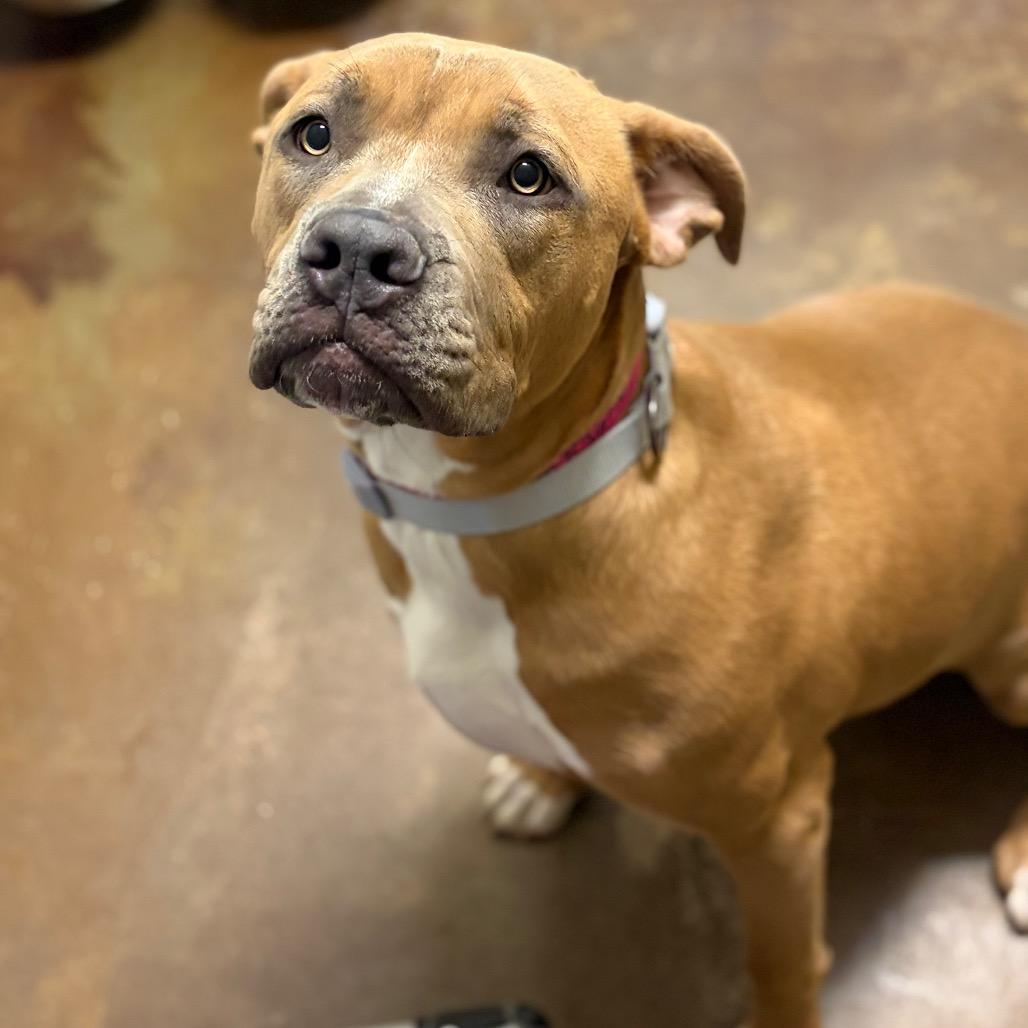 Ginger, Adoptable, Young Female Pit Bull Terrier & Mixed Breed.