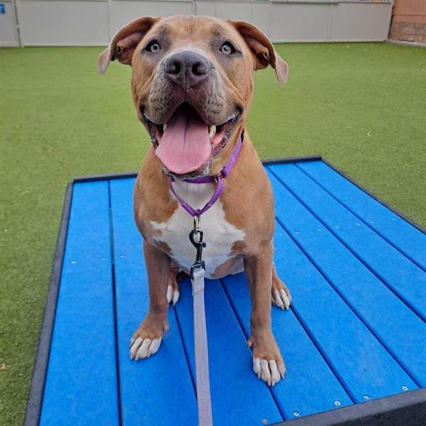 Enlarge Ginger, a Adoptable mixed breed in Albuquerque, NM image 2/6