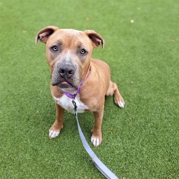 Enlarge Ginger, a Adoptable mixed breed in Albuquerque, NM image 3/6