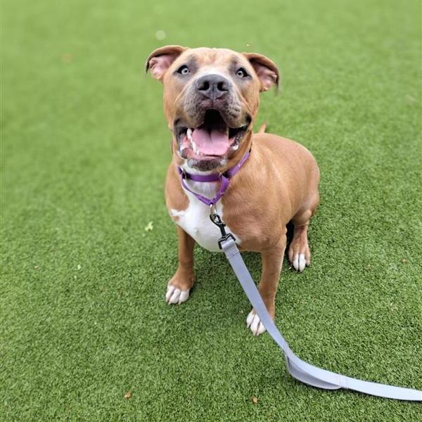 Enlarge Ginger, a Adoptable mixed breed in Albuquerque, NM image 4/6