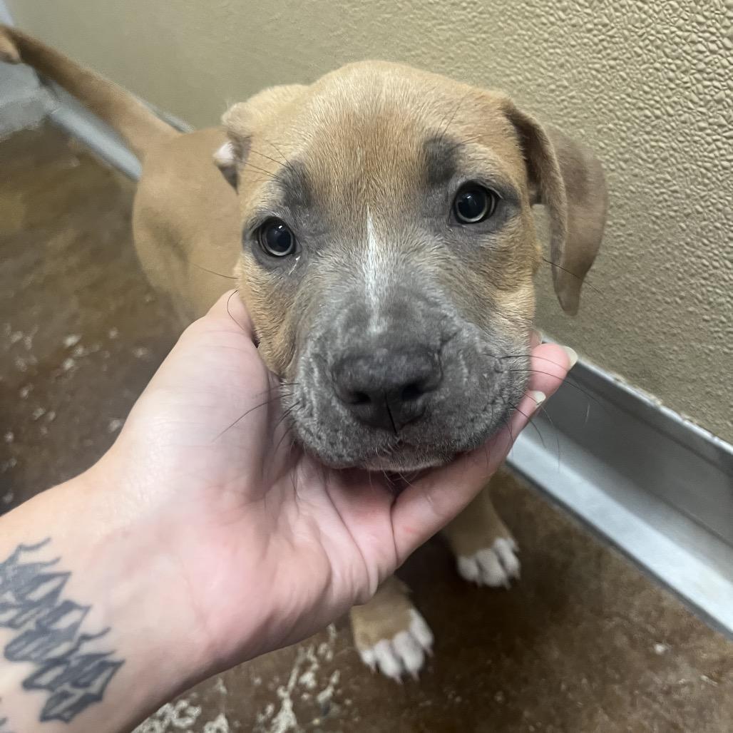 Enlarge Ginger, a Adoptable mixed breed in Albuquerque, NM image 5/6