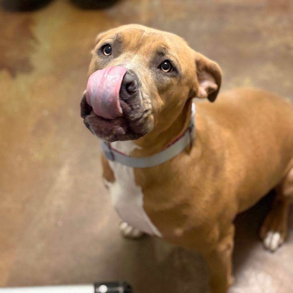 Enlarge Ginger, a Adoptable mixed breed in Albuquerque, NM image 6/6