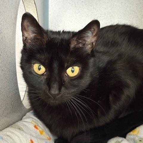 Enlarge Mama Honey, a ADOPTABLE Domestic Short Hair in Grass Valley, CA image 1/1