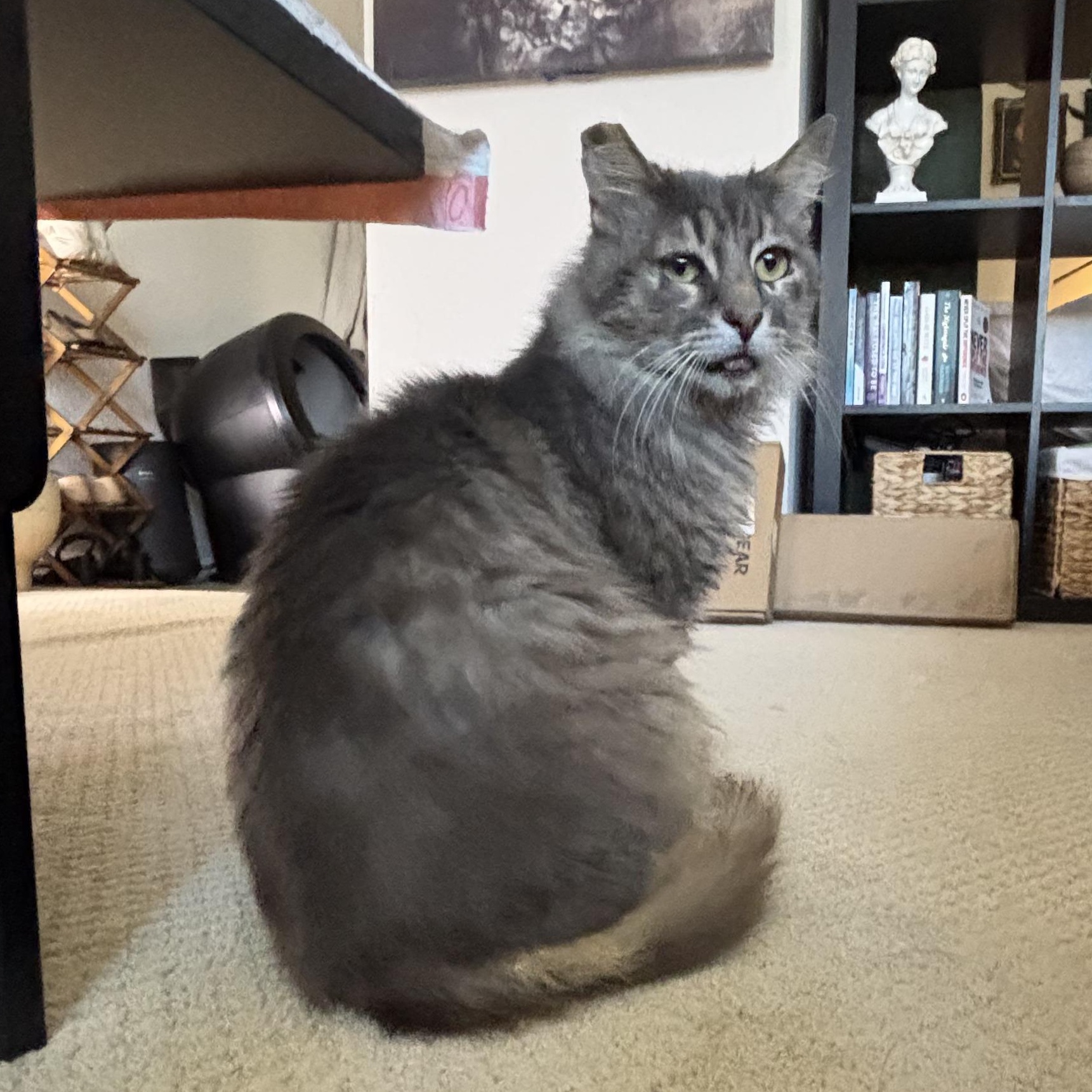 Beans, ADOPTABLE, Adult Male Tabby.